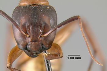 Media type: image;   Entomology 21457 Aspect: head frontal view